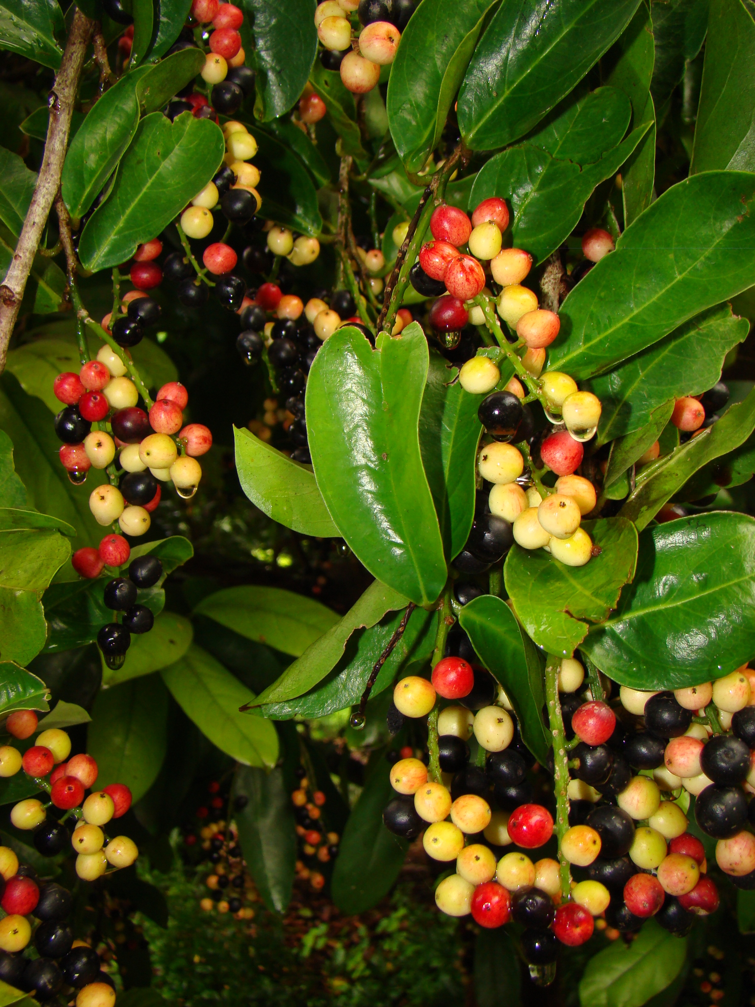 HERBERT RIVER CHERRY